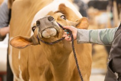 12 de enero de 2022: El senador Street recorrió la 106ª Pennsylvania Farm show hablando con vendedores, expositores y defensores de la agricultura local.  Más tarde, se reunió con una delegación de representantes de naciones africanas para discutir la posible cooperación para el desarrollo agrícola antes de sentarse para una entrevista con Russell Redding, Secretario de Agricultura de Pensilvania.