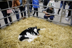14 de enero de 2022: Los senadores Sharif Street y Amanda Cappelletti participan en el Concurso de ordeño de vacas célebres de 2022.