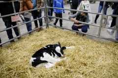 January 14, 2022: Senators Sharif Street and Amanda Cappelletti participate in the 2022 Celebrity Cow Milking Contest.